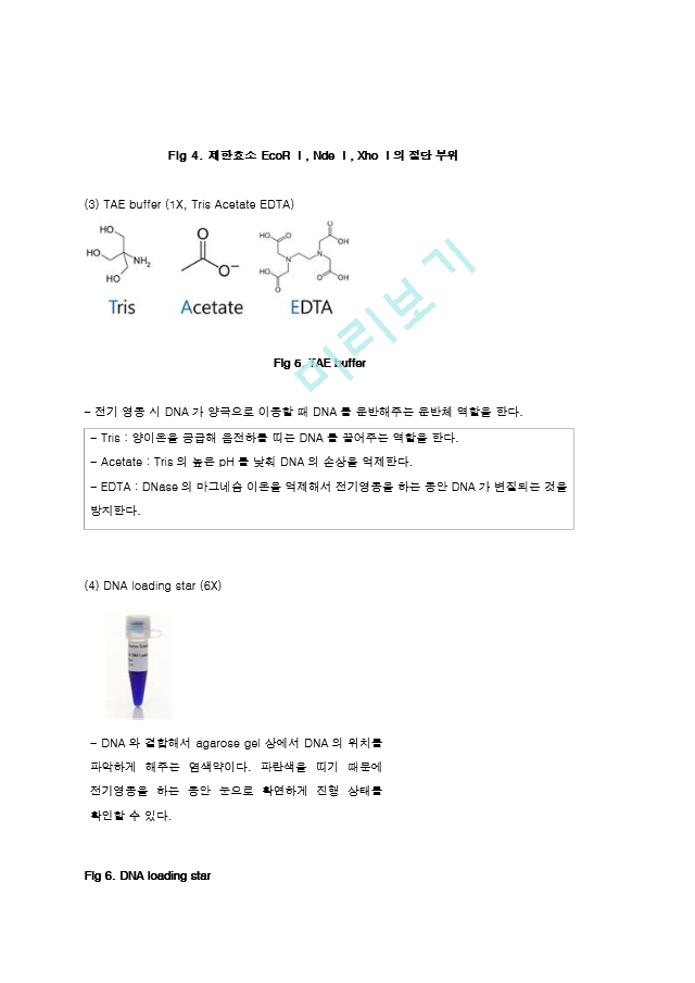 제한효소를 이용한 Restriction of DNA 결과레포트 [A＋].hwp